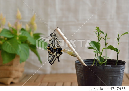 羽化直後のナミアゲハ(2017年9月25日) 羽化直後のナミアゲハ(2017年9月25日) 44747923