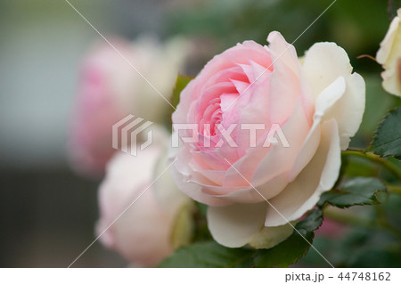 薔薇の季節 薔薇の季節 44748162