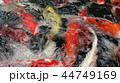Variety ornamental Koi carp fishes swim in pond 44749169