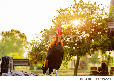 Rooster chicken cockcrow in the morning . Rooster chicken cockcrow in the morning . 44749224