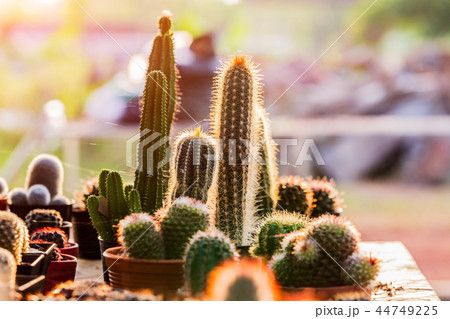 Small cactuses and succulents at the flower shop 44749225