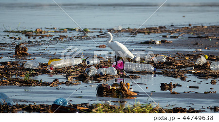 Egretta garzetta walking between many plastic bottles and garbage 44749638
