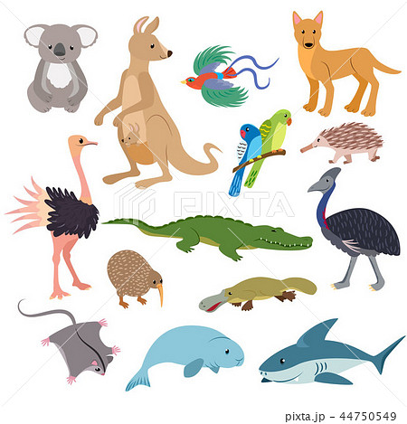 Australian Animals Vector Animalistic Character のイラスト素材