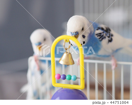 セキセイインコ　興味津々 44751004