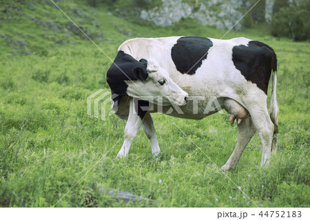 Cow graze in the meadow Cow graze in the meadow 44752183