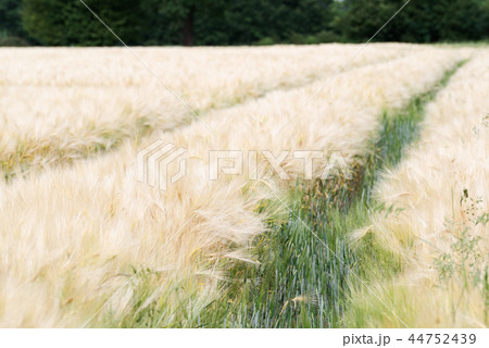 tractor tracks in barley plantation 44752439