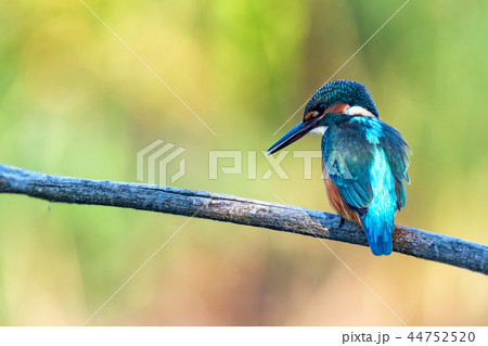 Kingfisher or Alcedo atthis perches on branch 44752520