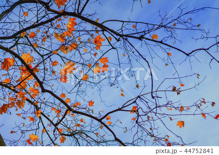 Maple branch with leaves in autumn in blue sky. Romantic mood, concept of nostalgia. Natural autumn 44752841