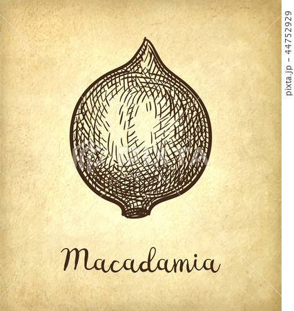 Ink sketch of Macadamia. Ink sketch of Macadamia. 44752929