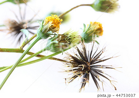 コセンダングサ 44753037