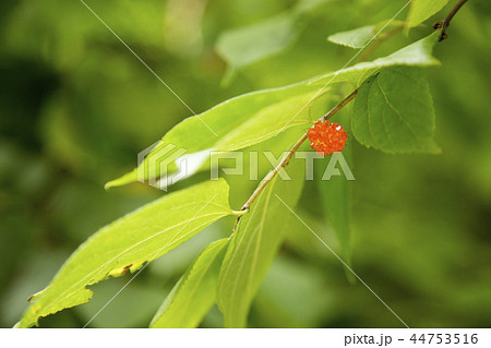 桑の実 桑の実 44753516
