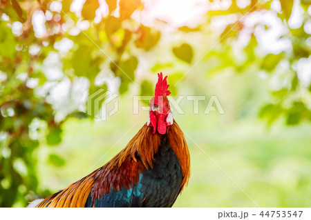 Rooster portrait. Beautiful multi colored rooster. 44753547
