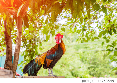 Rooster chicken cockcrow in the morning . 44753549