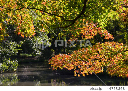 紅葉進むモミジ 44753868