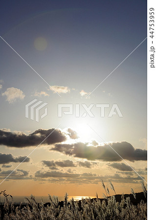 鳥海国定公園　夕暮れのススキと日本海 44753959