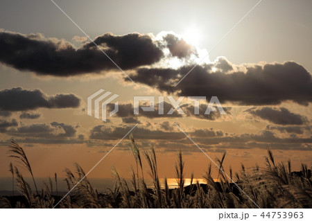 鳥海国定公園 夕暮れのススキと日本海 鳥海国定公園 夕暮れのススキと日本海 44753963