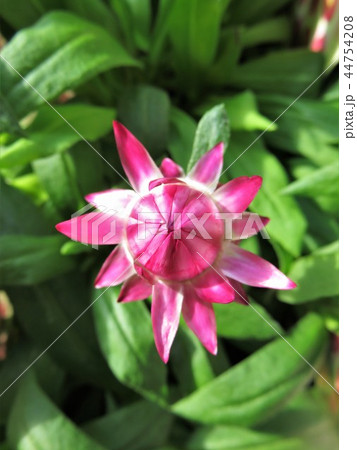 ムギワラギク　ココロ 44754208