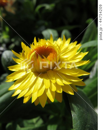 ムギワラギク　ココロ 44754209