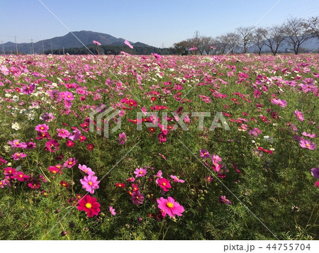 コスモス満開 44755704