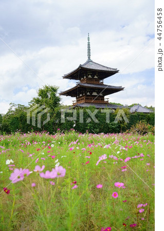 斑鳩・コスモスと法起寺７ 44756458