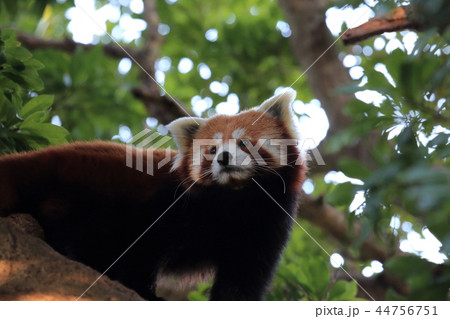 レッサーパンダ 熱川バナナワニ園 レッサーパンダ 熱川バナナワニ園 44756751