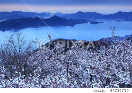 筆影山の桜 筆影山の桜 44756759