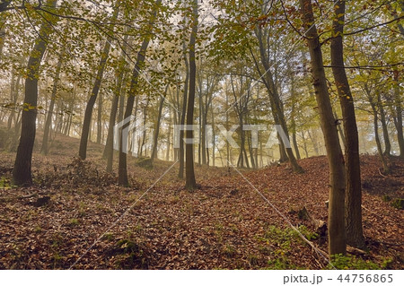 Autumn trees in the woods 44756865