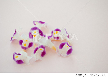 トレニア 44757077