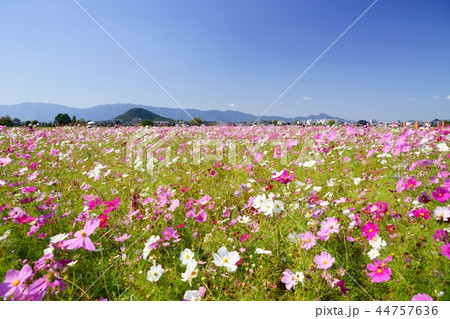大和三山・畝傍山背景の藤原京コスモス大草原６ 44757636