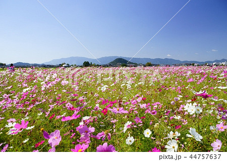 大和三山・畝傍山背景の藤原京コスモス大草原７ 44757637