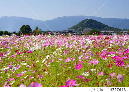 大和三山・畝傍山背景の藤原京コスモス大草原11 大和三山・畝傍山背景の藤原京コスモス大草原11 44757648