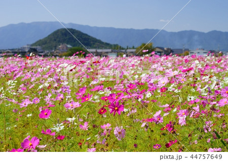 大和三山・畝傍山背景の藤原京コスモス大草原１２ 44757649