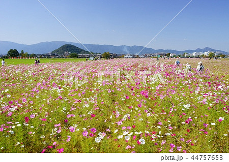 大和三山・畝傍山背景の藤原京コスモス大草原１５ 44757653