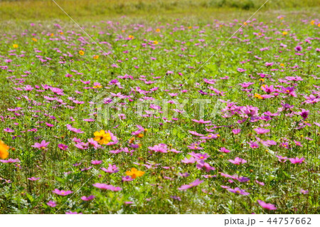 藤原京のコスモス畑６の写真素材