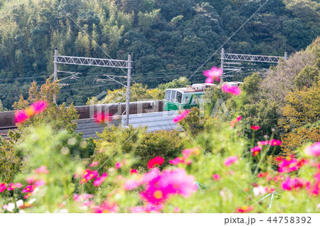 神戸総合運動公園のコスモスの丘に咲くコスモスと神戸市地下鉄の写真素材