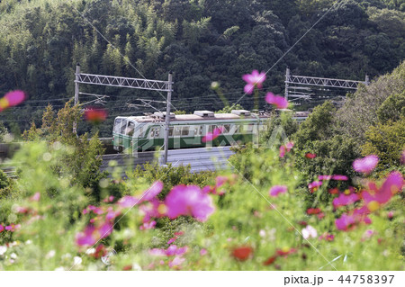 神戸総合運動公園のコスモスの丘に咲くコスモスと神戸市地下鉄 44758397