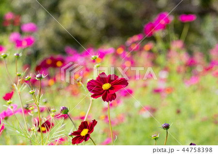 神戸総合運動公園のコスモスの丘に咲くコスモス 44758398
