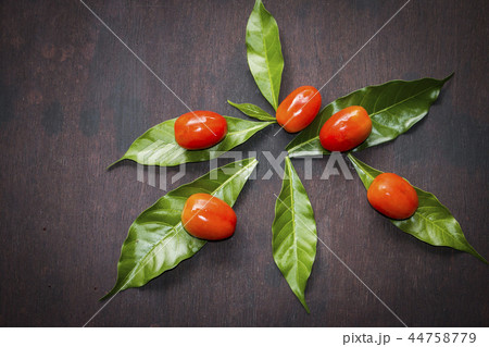 Fresh tomatoes green leaves 44758779
