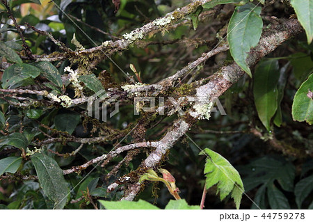Branch of trees covered with moss and lichen. 44759278