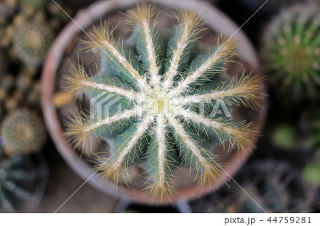 Notocactus Mammulosus cactus on pot, top view. 44759281