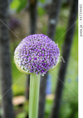 アリウム　ギガンチウム 44759485