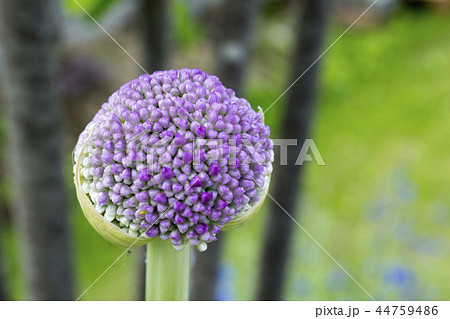 アリウム　ギガンチウム 44759486