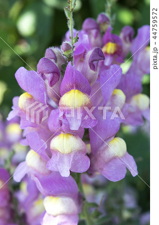 宿根キンギョソウ シルバードラゴン 宿根キンギョソウ シルバードラゴン 44759572