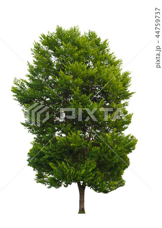 tree in summer isolate on white background 44759737