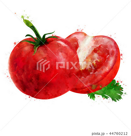 Tomato on white background. Watercolor illustration 44760212