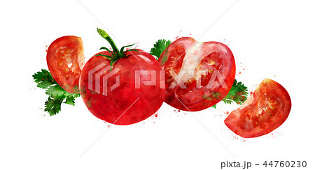 Tomato on white background. Watercolor illustration 44760230