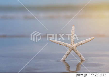 Starfish on sandy beach in summer with sea  44760347