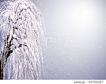 枝垂桜　紫 44760467