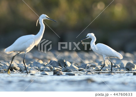 魚を捕えた1羽に 横取りの機会をうかがう コサギ の写真素材