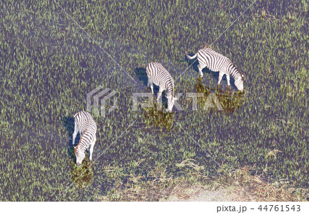 Wild African zebra in the Okavango delta  44761543
